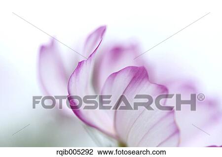 Stock Image - Cosmos. Fotosearch