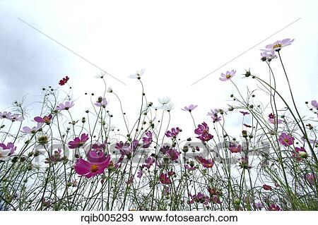 Stock Image - Cosmos. Fotosearch