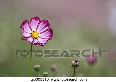 Cosmos View Large Photo Image Stock Image - Cosmos. Fotosearch