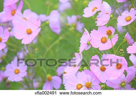 Cosmos View Large Photo Image Stock Image - Cosmos. Fotosearch