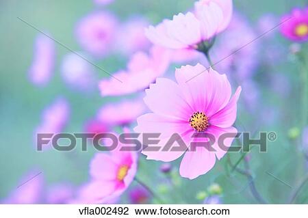 Cosmos View Large Photo Image Stock Image - Cosmos. Fotosearch
