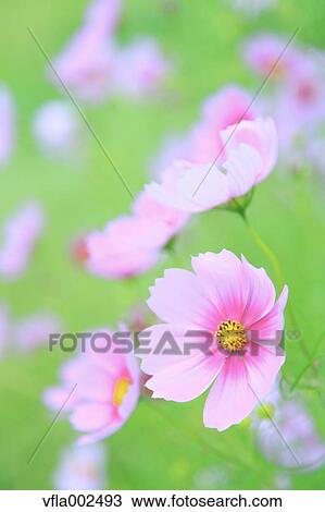 Cosmos View Large Photo Image Stock Image - Cosmos. Fotosearch