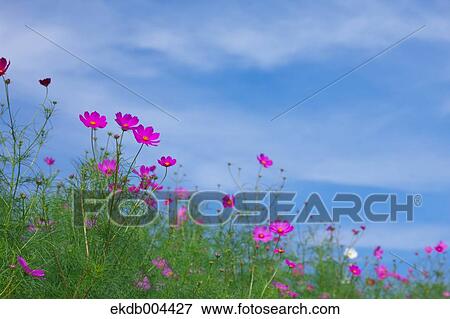 Cosmos View Large Photo Image Stock Photo - Cosmos. Fotosearch