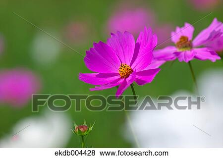 Cosmos View Large Photo Image Stock Photo - Cosmos. Fotosearch