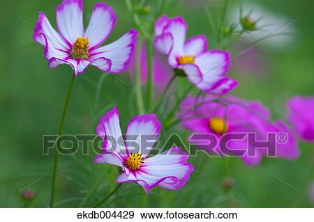 Stock Photo - Cosmos. Fotosearch