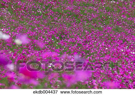 Cosmos View Large Photo Image Stock Photo - Cosmos. Fotosearch