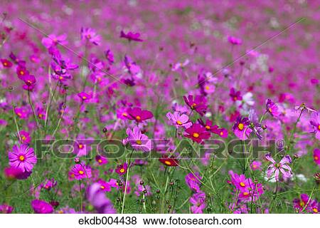 Stock Photo - Cosmos. Fotosearch