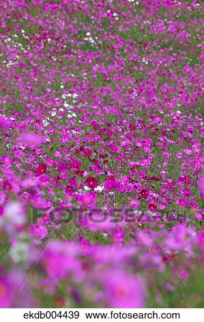 Cosmos View Large Photo Image Stock Photo - Cosmos. Fotosearch