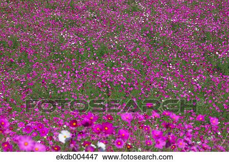 Cosmos View Large Photo Image Stock Photo - Cosmos. Fotosearch