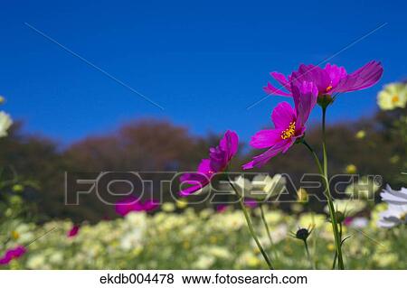 Stock Photo - Cosmos. Fotosearch