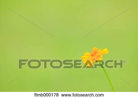 Cosmos View Large Photo Image Stock Photo - Cosmos. Fotosearch