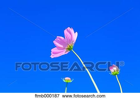 Cosmos View Large Photo Image Stock Photo - Cosmos. Fotosearch