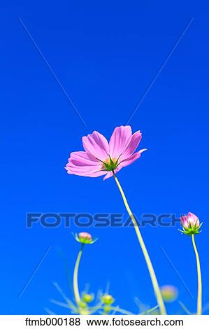 Stock Photo - Cosmos. Fotosearch