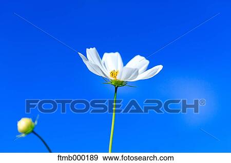 Stock Photo - Cosmos. Fotosearch
