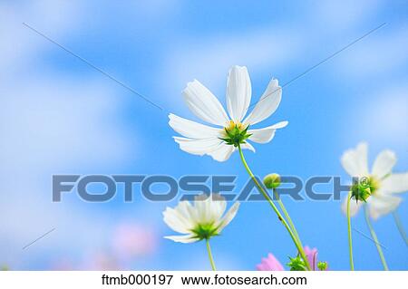 Stock Photo - Cosmos. Fotosearch