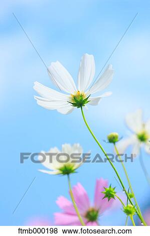 Cosmos View Large Photo Image Stock Photo - Cosmos. Fotosearch