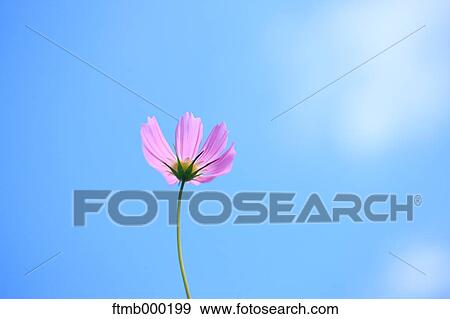 Cosmos View Large Photo Image Stock Photo - Cosmos. Fotosearch