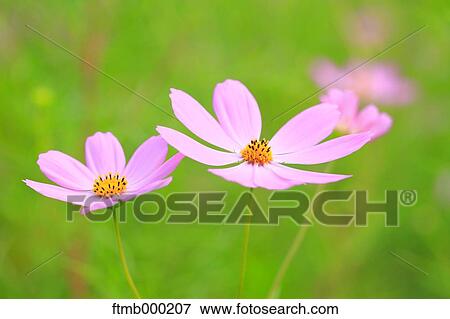 Cosmos View Large Photo Image Stock Photo - Cosmos. Fotosearch