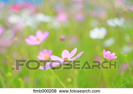 Stock Photo - Cosmos. Fotosearch