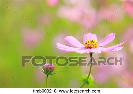 Cosmos View Large Photo Image Stock Photo - Cosmos. Fotosearch