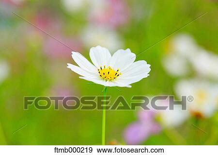 Stock Photo - Cosmos. Fotosearch