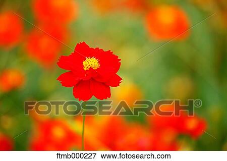 Stock Photo - Cosmos. Fotosearch