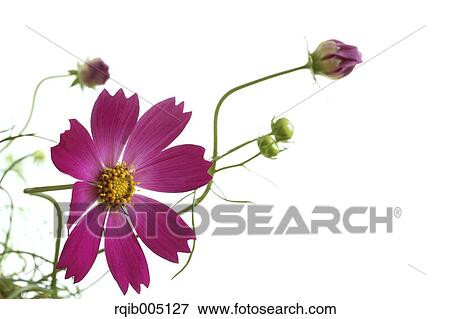 Stock Photo - Cosmos. Fotosearch