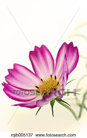 Cosmos View Large Photo Image Stock Photo - Cosmos. Fotosearch