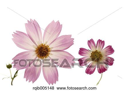Cosmos View Large Photo Image Stock Photo - Cosmos. Fotosearch