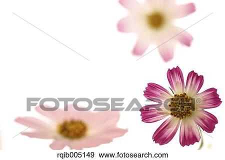 Cosmos View Large Photo Image Stock Photo - Cosmos. Fotosearch