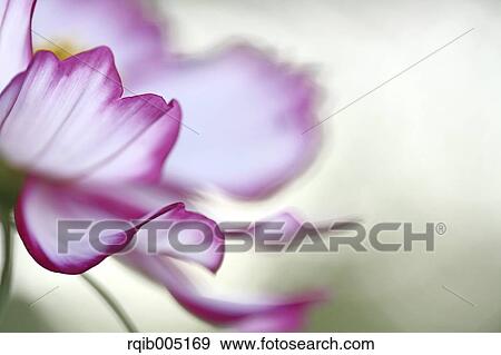 Stock Photo - Cosmos. Fotosearch