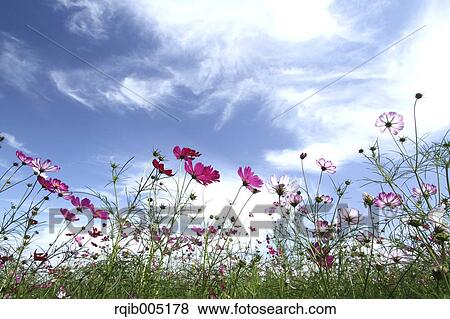 Cosmos View Large Photo Image Stock Photo - Cosmos. Fotosearch