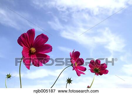 Stock Photo - Cosmos. Fotosearch