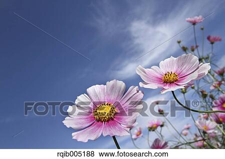 Stock Photo - Cosmos. Fotosearch
