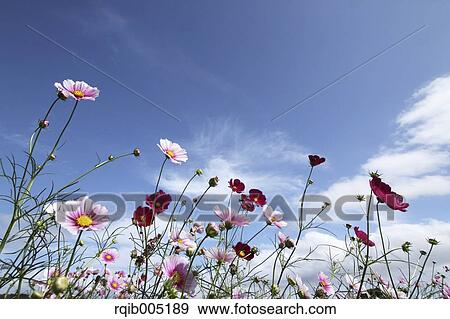 Stock Photo - Cosmos. Fotosearch