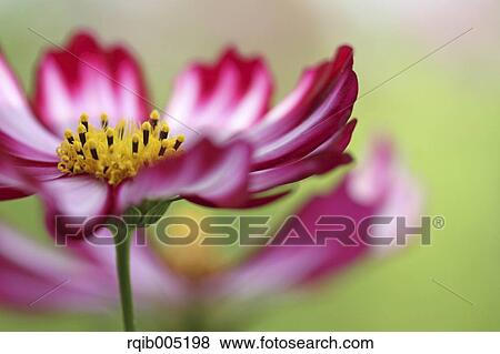 Stock Photo - Cosmos. Fotosearch