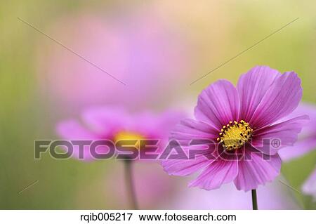 Stock Photo - Cosmos. Fotosearch