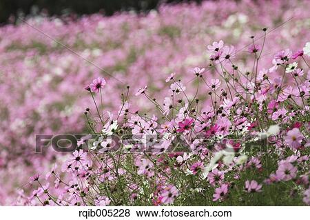 Cosmos View Large Photo Image Stock Photo - Cosmos. Fotosearch