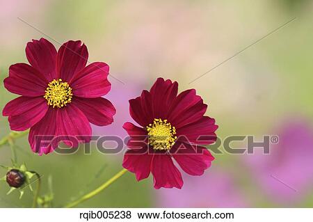 Cosmos View Large Photo Image Stock Photo - Cosmos. Fotosearch