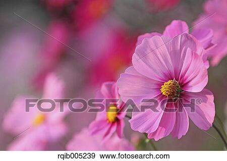 Stock Photo - Cosmos. Fotosearch