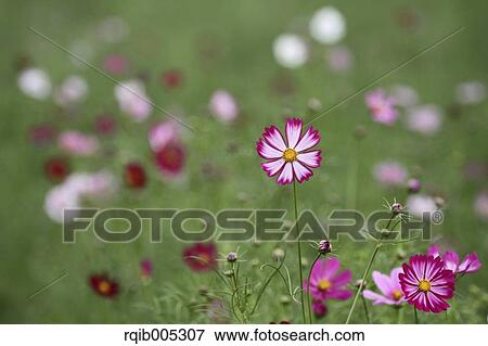 Stock Photo - Cosmos. Fotosearch