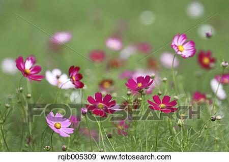 Stock Photo - Cosmos. Fotosearch