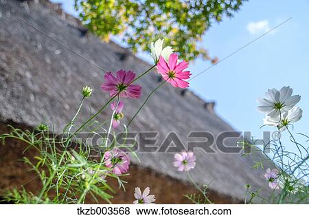 Cosmos View Large Photo Image Stock Photo - Cosmos. Fotosearch