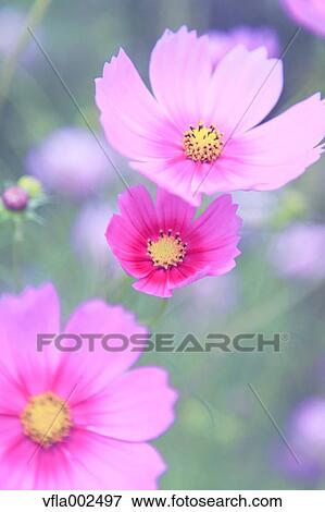 Cosmos View Large Photo Image Stock Photo - Cosmos. Fotosearch