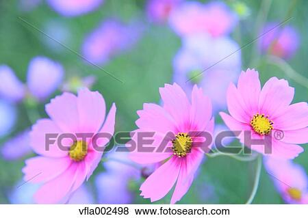 Cosmos View Large Photo Image Stock Photo - Cosmos. Fotosearch