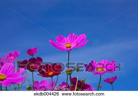 Stock Photograph - Cosmos. Fotosearch