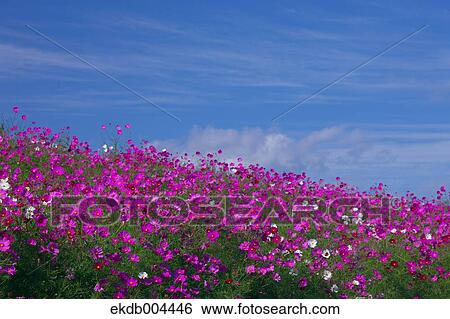 Stock Photograph - Cosmos. Fotosearch