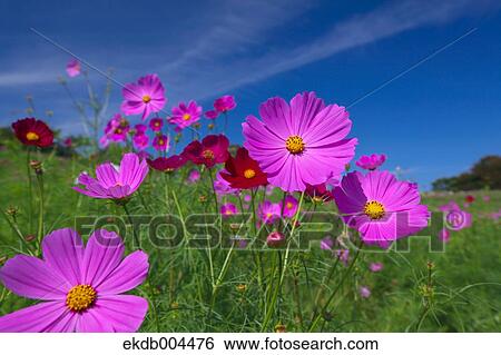 Cosmos View Large Photo Image Stock Photograph - Cosmos. Fotosearch