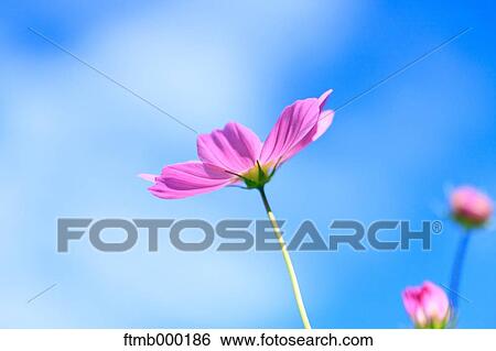 Stock Photograph - Cosmos. Fotosearch