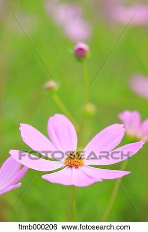Cosmos View Large Photo Image Stock Photograph - Cosmos. Fotosearch